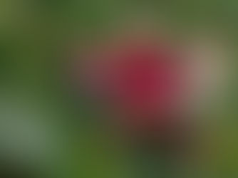 Koltiva Empowers 475,000 Coffee Producers Worldwide and Strengthens Indonesia’s Leadership in Sustainable Coffee