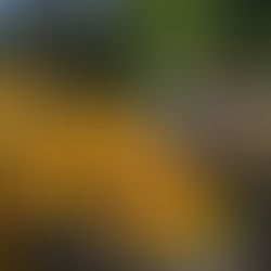 How Ecuador Can Ascend to the World’s No. 2 Cocoa Producer and What the Cacao Sector Must Do to Sustain Its Rise