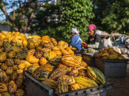 Como o Equador pode ascender à posição de segundo maior produtor mundial de cacau e o que o setor cacaueiro precisa fazer para sustentar esse crescimento
