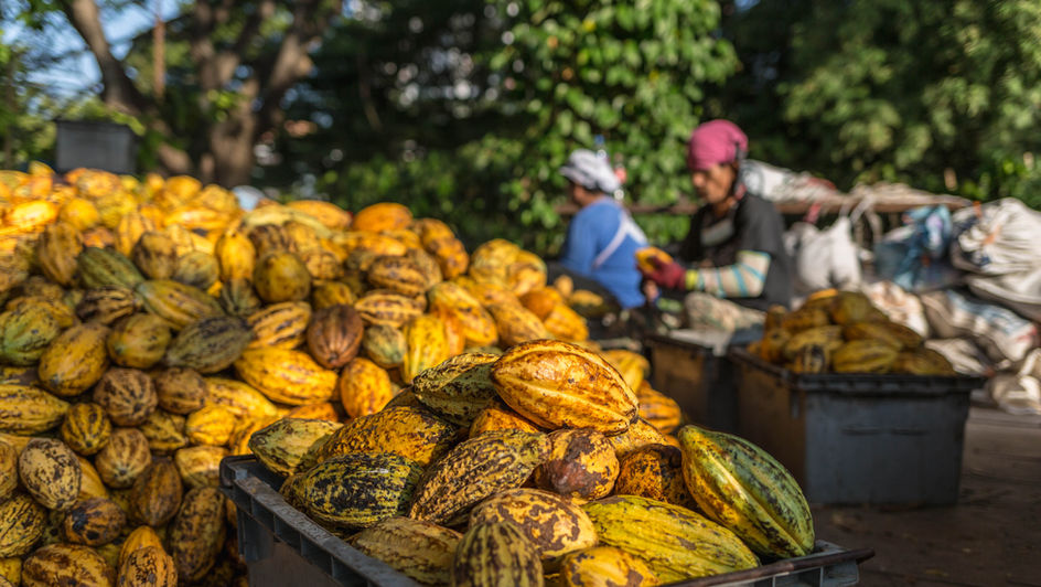 How Ecuador Can Ascend to the World’s No. 2 Cocoa Producer and What the Cacao Sector Must Do to Sustain Its Rise