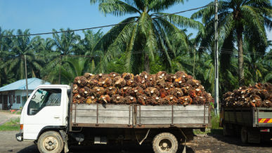 4 แนวทางที่พิสูจน์แล้วในภาคสนามเพื่อบรรลุการตรวจสอบย้อนกลับถึงระดับแปลงปลูก (TTP) ในห่วงโซ่อุปทานน้ำมันปาล์ม และเหตุใดจึงมีความสำคัญ