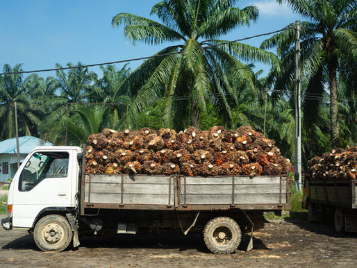 4 Field-Proven Actions to Achieve Traceability to Plantation (TTP) in Palm Oil Supply Chains and Why It Matters