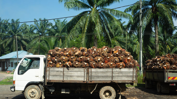 4 actions éprouvées sur le terrain pour atteindre la traçabilité jusqu’à la plantation (TTP) dans les chaînes d’approvisionnement de l’huile de palme — et pourquoi cela compte