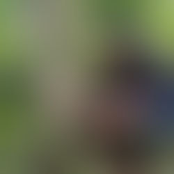 Installation of camera traps to monitor wildlife associated with Non-Timber Forest Products in the Amazon region - Koltiva.com