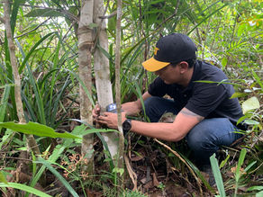 Installation of camera traps to monitor wildlife associated with Non-Timber Forest Products in the Amazon region - Koltiva.com