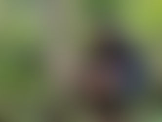 Installation of camera traps to monitor wildlife associated with Non-Timber Forest Products in the Amazon region - Koltiva.com