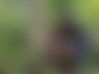 Installation of camera traps to monitor wildlife associated with Non-Timber Forest Products in the Amazon region - Koltiva.com