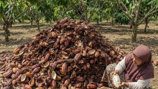 Producers enthusiastically observe the biochar production process, with the finished biochar and POC—reflecting their strong interest in sustainable agricultural innovations in TRANSFORM: Bestari project - Koltiva.com