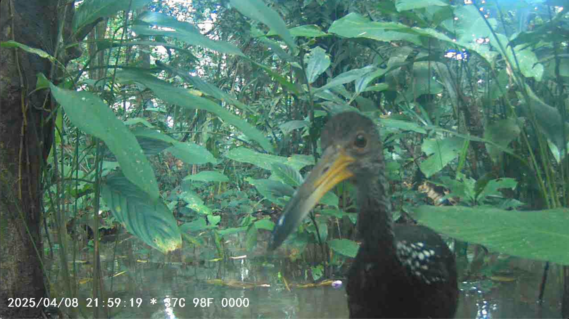 Installation of camera traps to monitor wildlife associated with Non-Timber Forest Products in the Amazon region - Koltiva.com