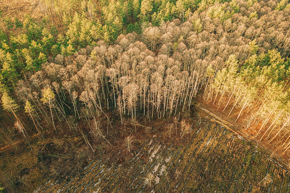 Agriculture accounts for more than 49% of tropical deforestation - Koltiva.com