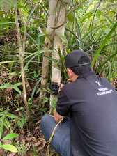 Installation of camera traps to monitor wildlife associated with Non-Timber Forest Products in the Amazon region - Koltiva.com