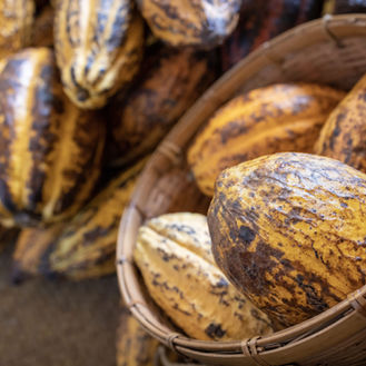 Certification Impact: The Economic Advantage of Sustainability for Ecuador's Cocoa Sector with KOLTIVA