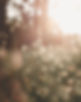Brand Consultation Services with Fresh Leaf Creative