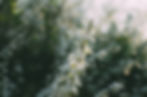 Dorset Funeral flowers | The English Garden Florist Wimborne