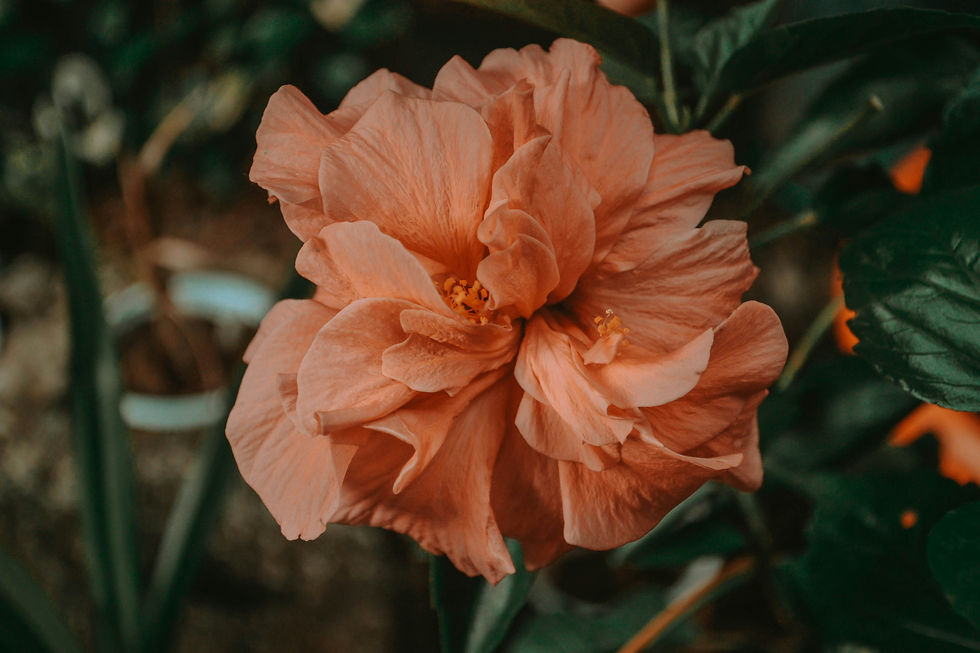 wander-fleur-DPocswzpleU-unsplash.jpg