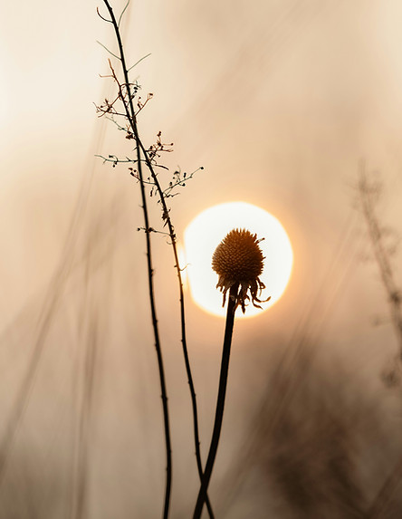 Bridging inner vision and outer impact | Regenerative Business intelligence | Apricity Norway