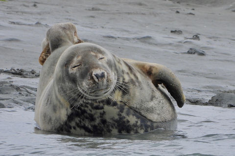 East Head Impact - Chichester Harbour Conservancy - © Shirley Rushmer