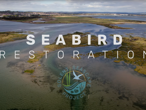 New Solent Seascape Project film launched