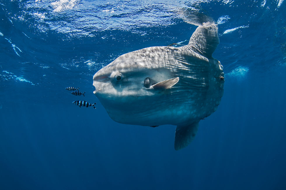 Mola Mola