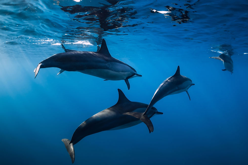 Dolphins