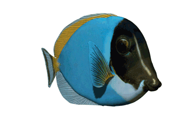 animated-emperor-fish.gif