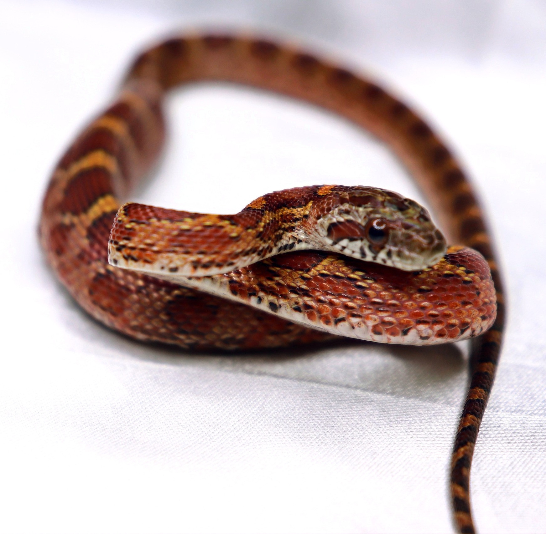 Blood Red het Scaleless