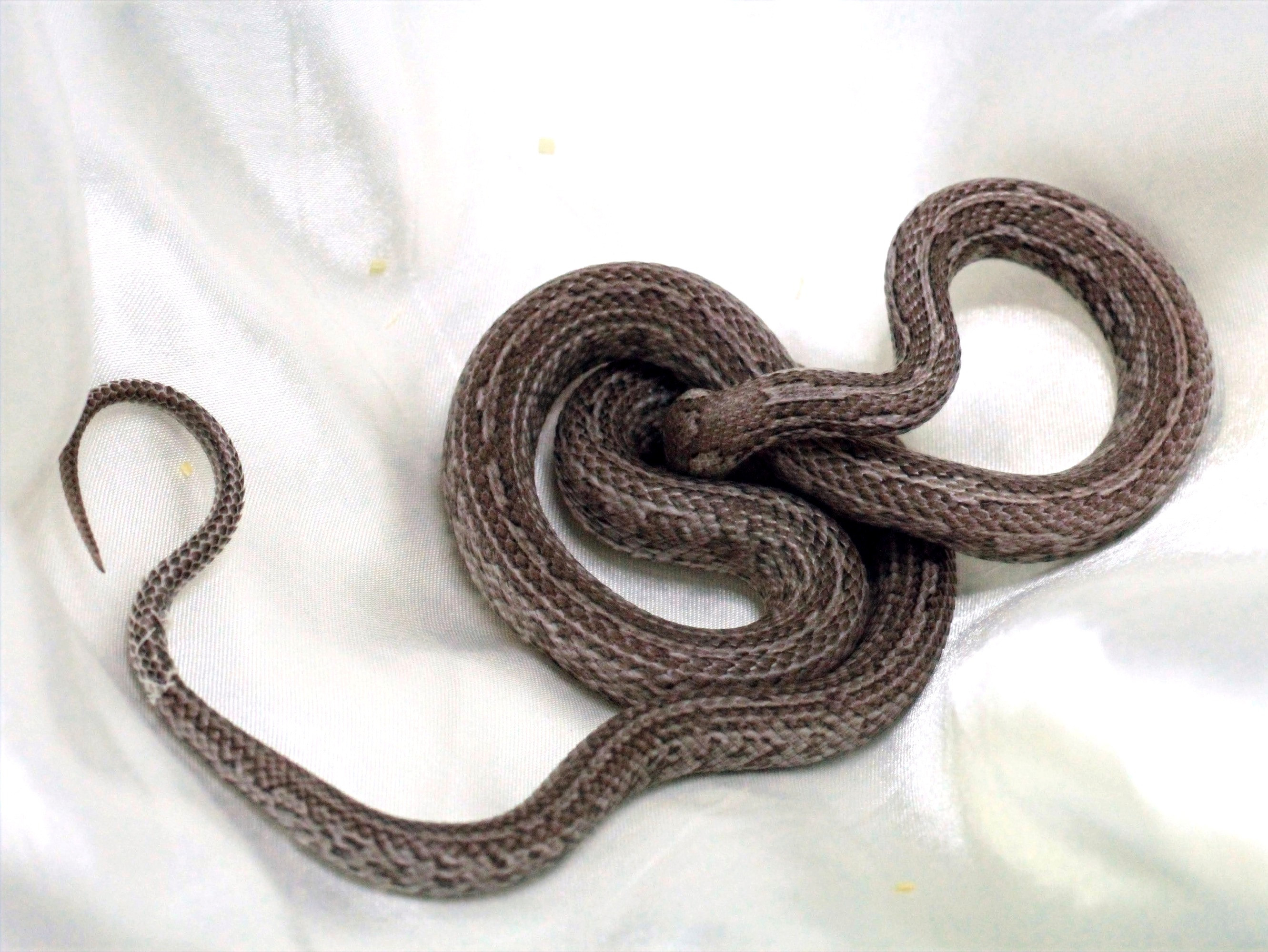 Charcoal Tessera