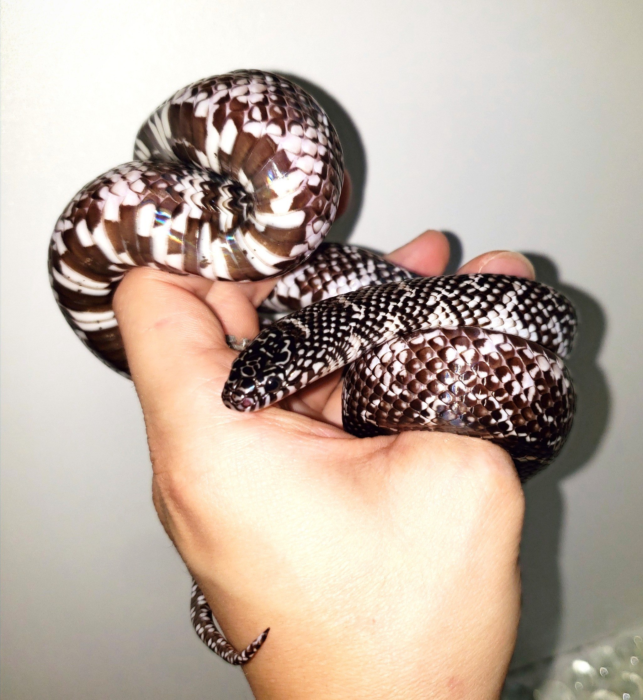 Axanthic Florida 100% het White Sided
