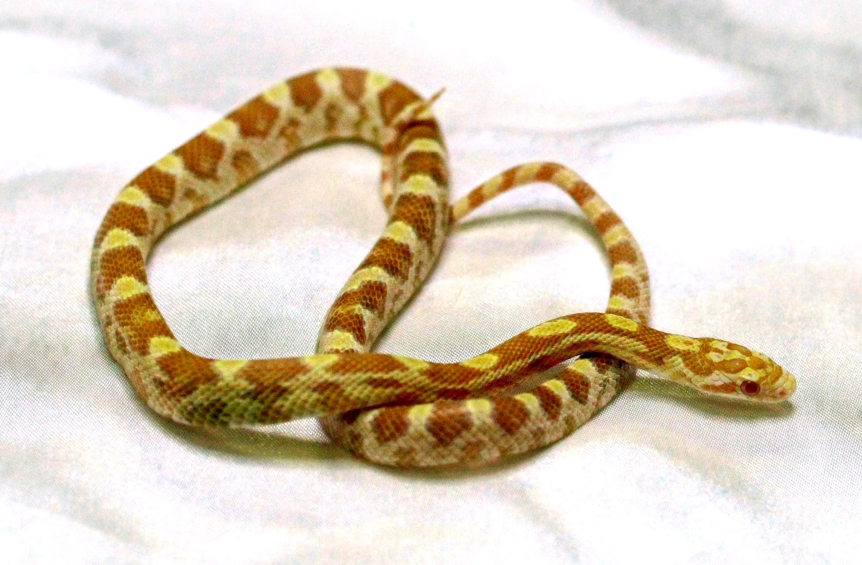 Butter (Het Caramel, Candy Cane)