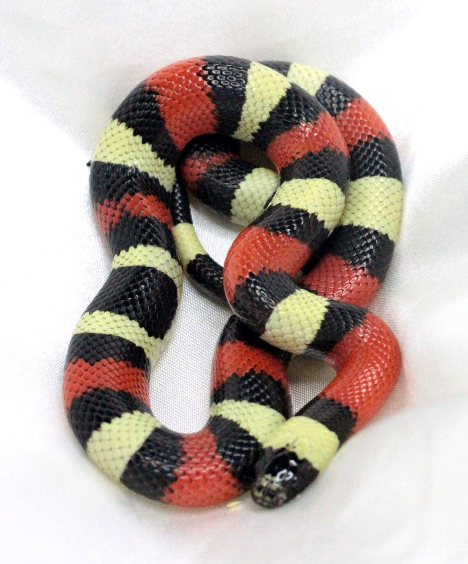 Pueblan Milk (Het Hypo)