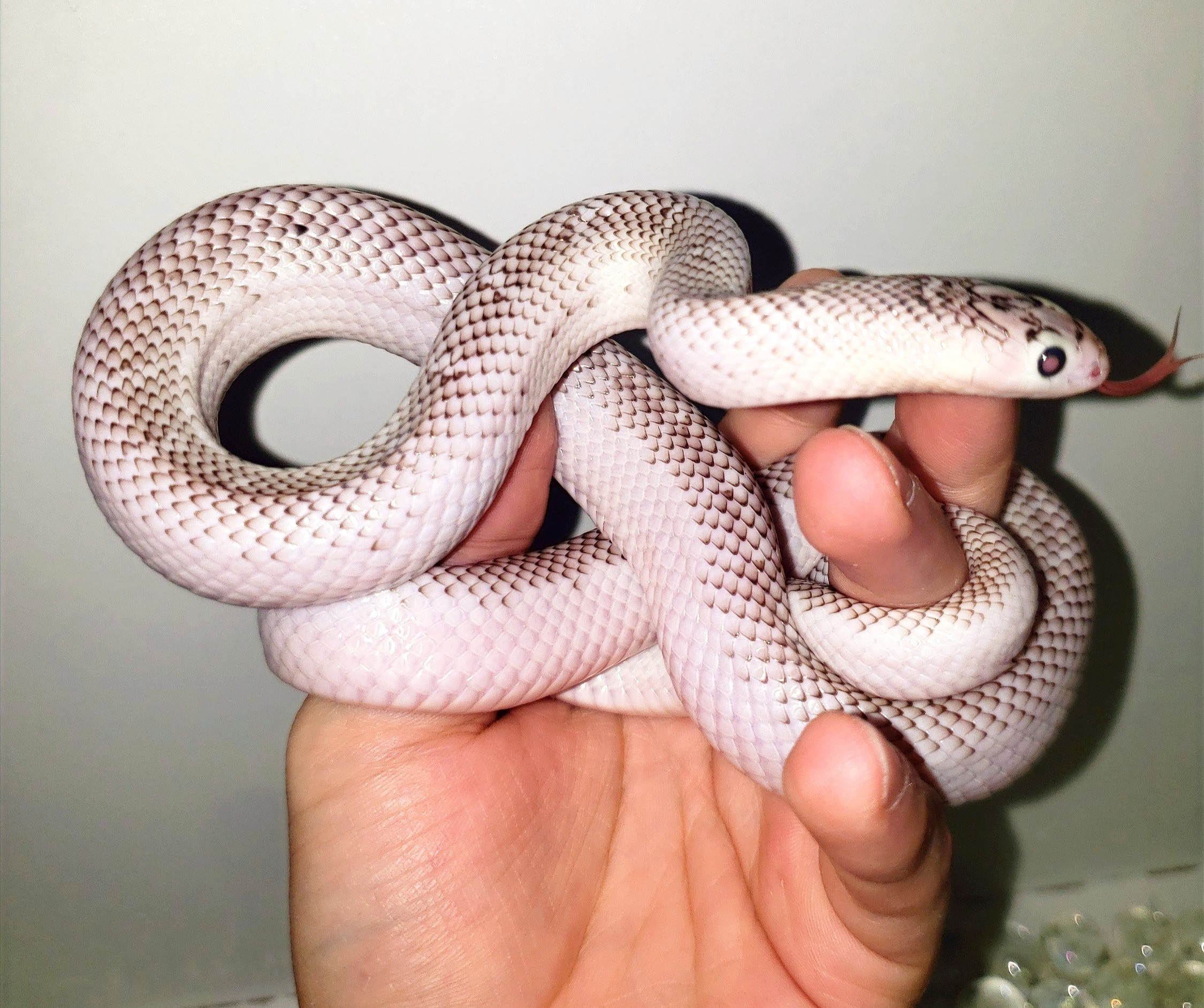 Axanthic White Sided Florida