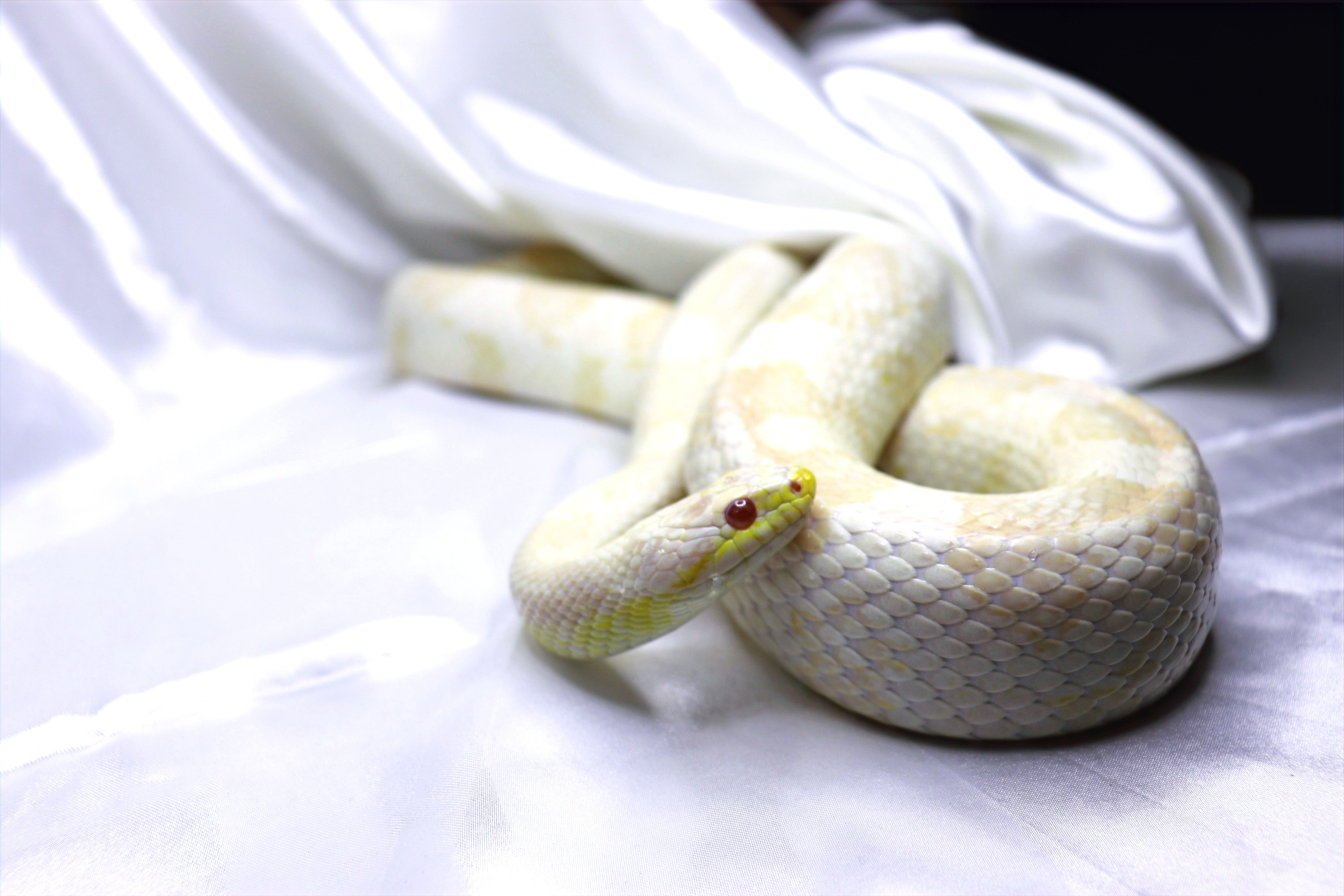 Snow (Het Candy Cane)