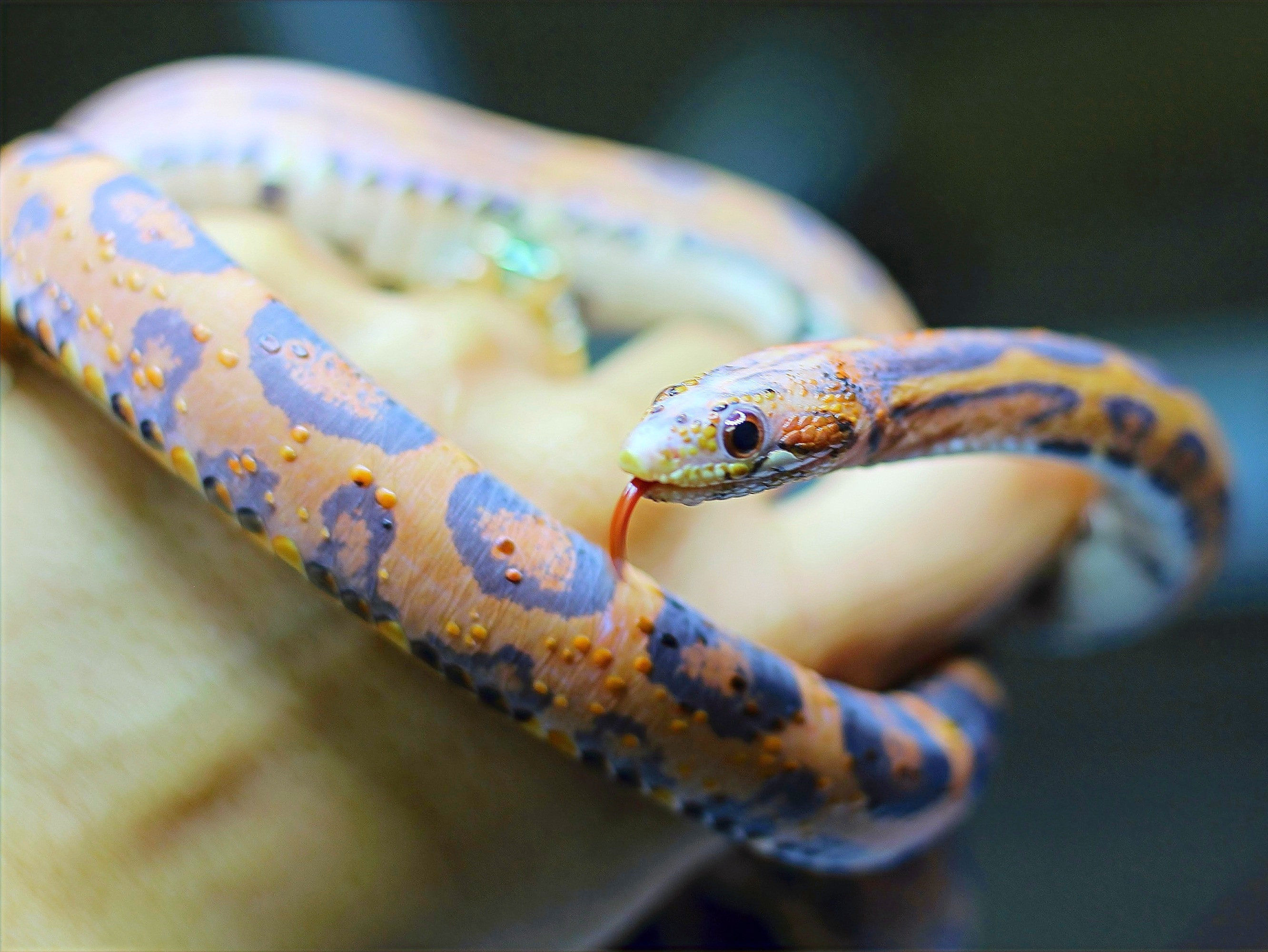 Scaleless Okeetee het Lavender