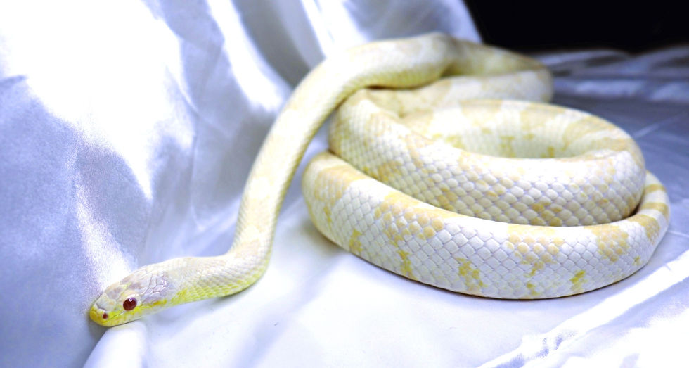 Thumbnail: Snow (Het Candy Cane)