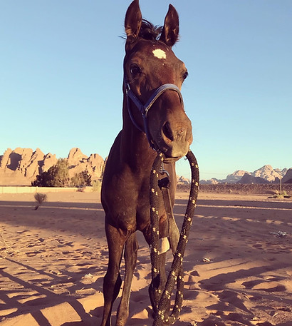 Horse in Wadi Rum.jpg