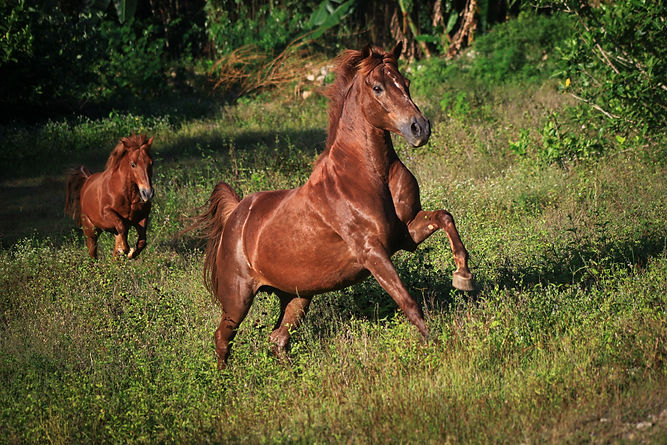 Our equine guides at Havana Horses retreat Indonesia