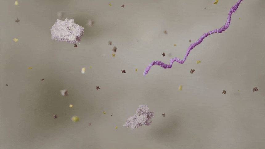 34 단백질 합성 Protein Synthesis.gif