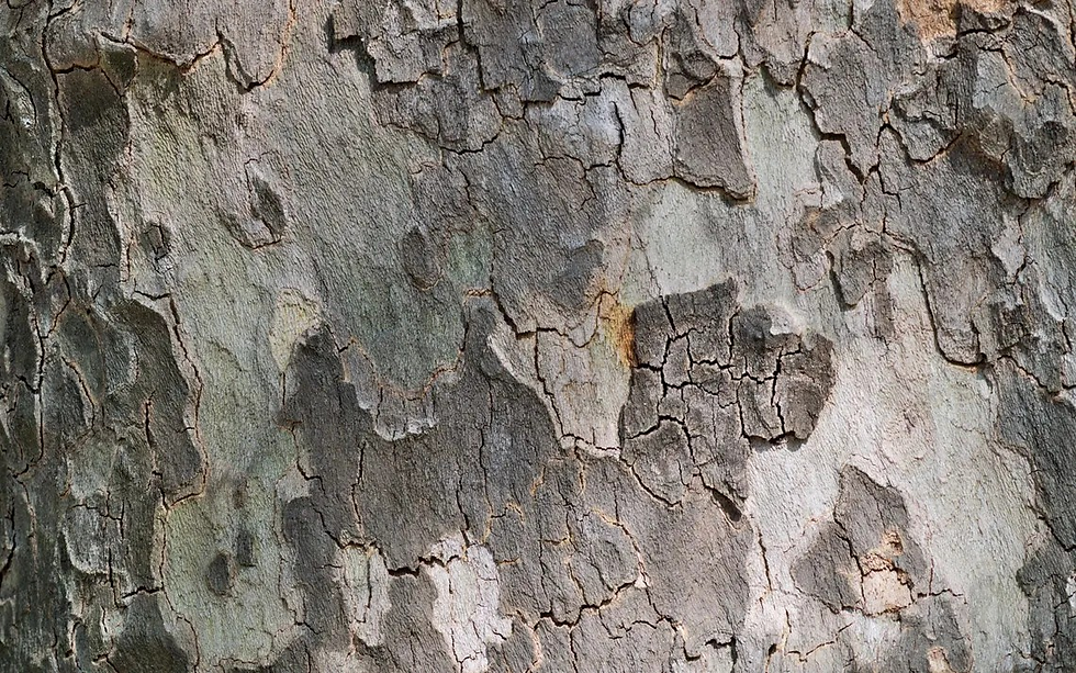 Thumbnail: American Sycamore Seeds (Platanus occidentalis)