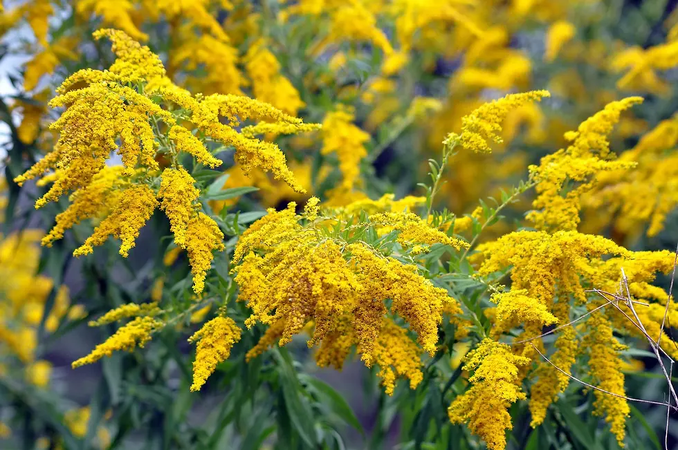 Thumbnail: Tall Goldenrod Seeds (Solidago altissima)