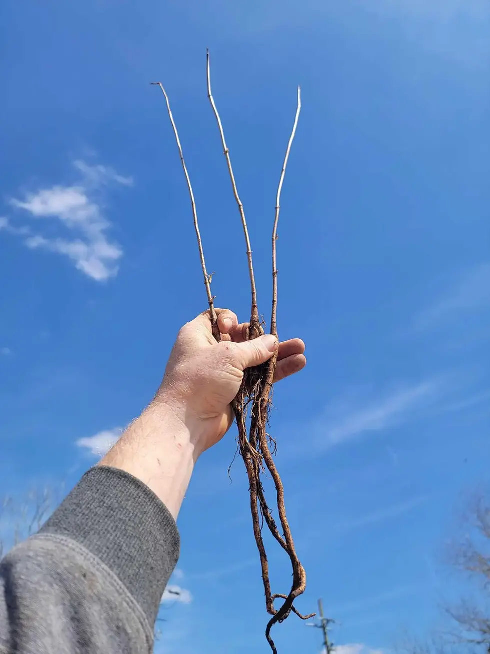 Thumbnail: American Elderberry (Sambucus canadensis) 1yr, 8-20 inches