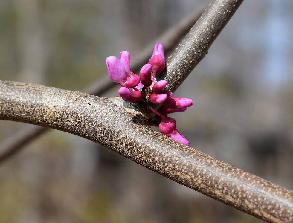 Thumbnail: Eastern Redbud (Cercis canadensis) 2yr, 1-2ft
