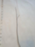 Thumbnail: Eastern Redbud (Cercis canadensis) 2yr, 1-2ft