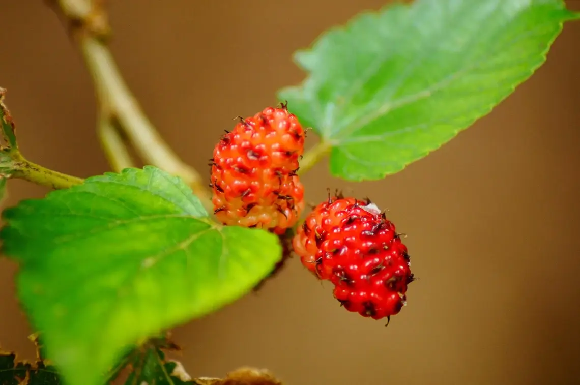 Red Mulberry (Morus Rubra) 2yr, 12-18"