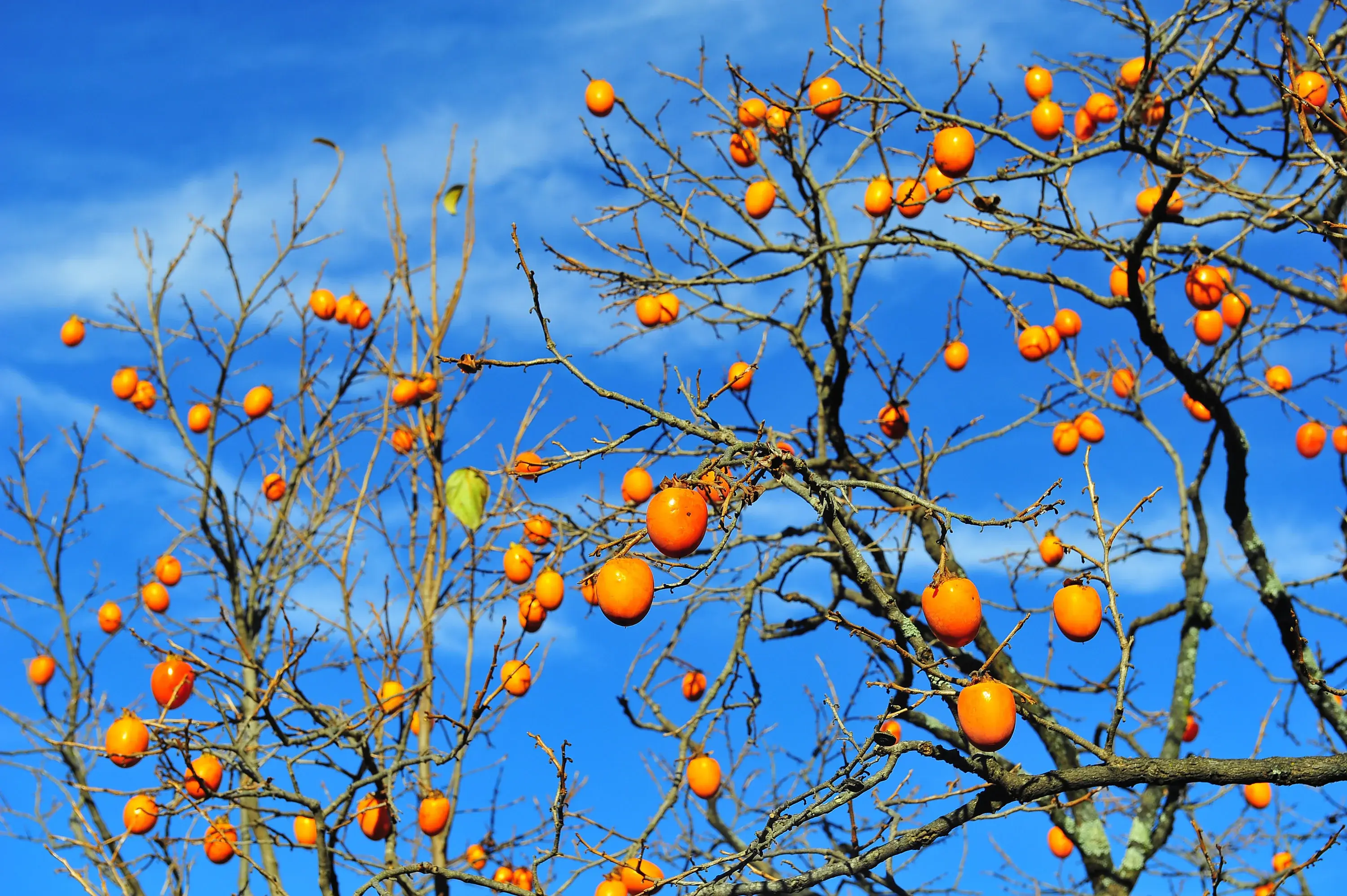 2yr American Persimmon Trees 1-2ft, Diospyros Virginiana