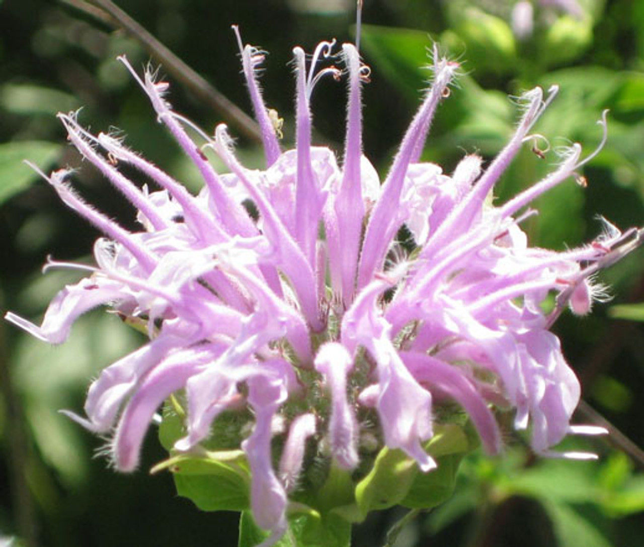 Wild Bergamot/Bee Balm Seeds (Monarda fistulosa)