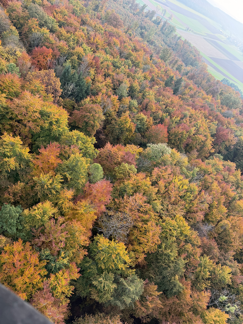 Miniaturbild: Farbenprächtiger Herbstwald aus dem Heißluftballon über der Schwäbischen Alb während einer Ballonfahrt mit SkyBound