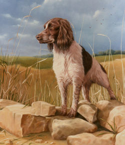 Springer (Sold)