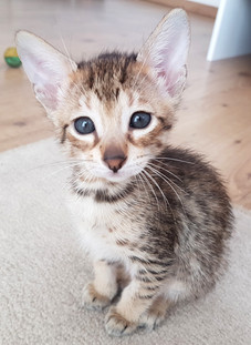 Bella Exotic Savannah Kitten (5).jpg