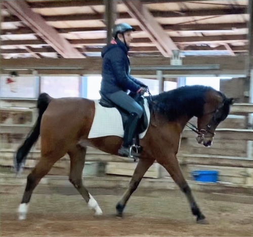 Emerald Hills Ranch newsletter photograph