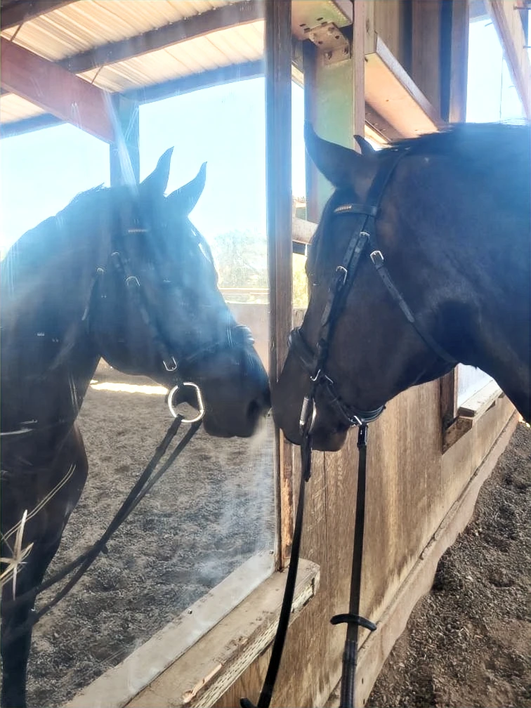 Emerald Hills Ranch newsletter photograph